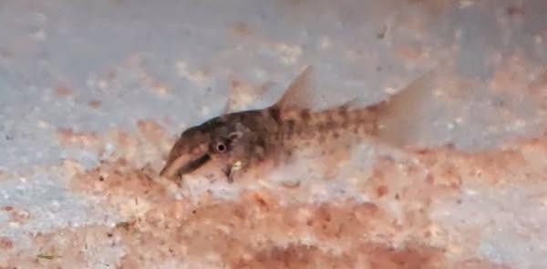 corydoras aeneus