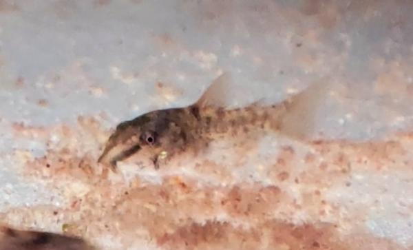 corydoras aeneus