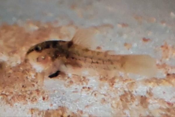 corydoras aeneus