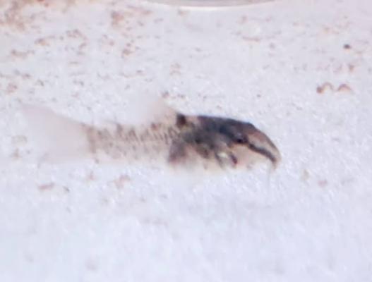 corydoras aeneus