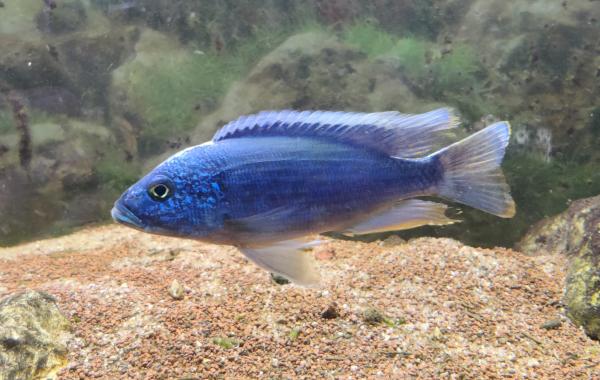 Lot complet de Cichlidés Tanganyika / Malawi adultes – Tropheus Ikola, Duboisi, Aulonocara