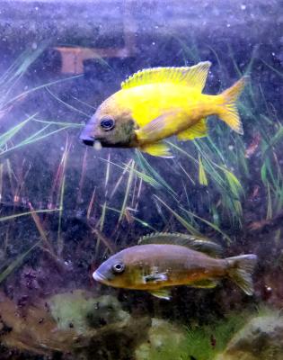 Lot complet de Cichlidés Tanganyika / Malawi adultes – Tropheus Ikola, Duboisi, Aulonocara