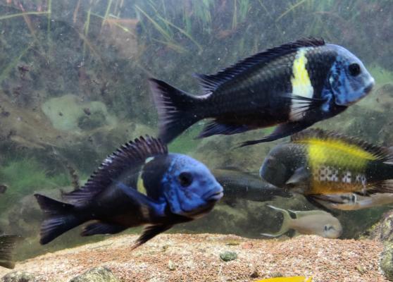 Lot complet de Cichlidés Tanganyika / Malawi adultes – Tropheus Ikola, Duboisi, Aulonocara