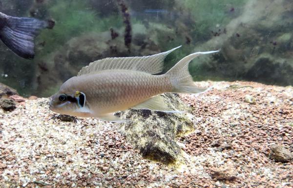 Lot complet de Cichlidés Tanganyika / Malawi adultes – Tropheus Ikola, Duboisi, Aulonocara
