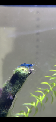 Crevettes blue velvet