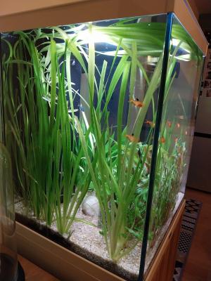 Aquarium Aquatlantis Tower 163 et accessoires