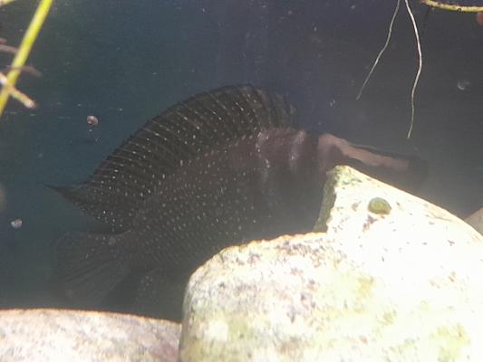 cichlidés