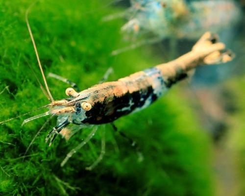 Crevettes Gold back