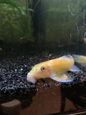 Beaucoup de poissons disponibles