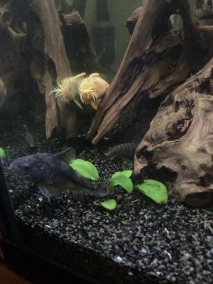 Beaucoup de poissons disponibles