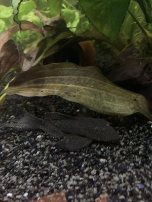 Beaucoup de poissons disponibles
