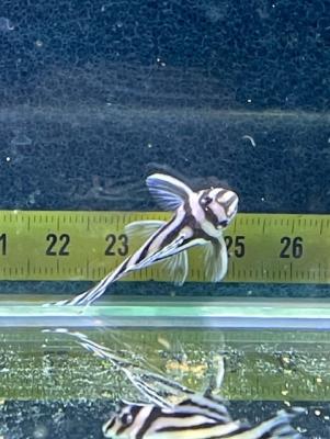 hypancistrus zebra