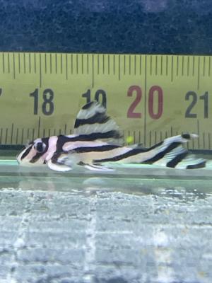 hypancistrus zebra