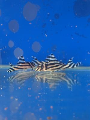 hypancistrus zebra