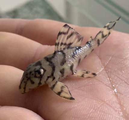 Hypancistrus L236 super yellow