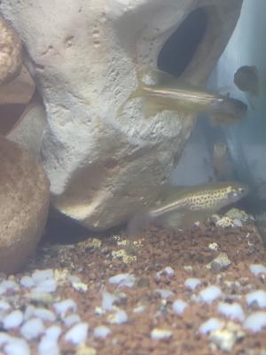 5 danios voile