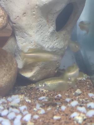 5 danios voile