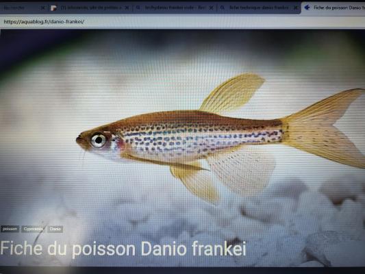 5 danios voile