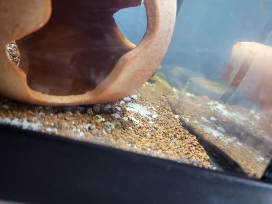 5 danios voile