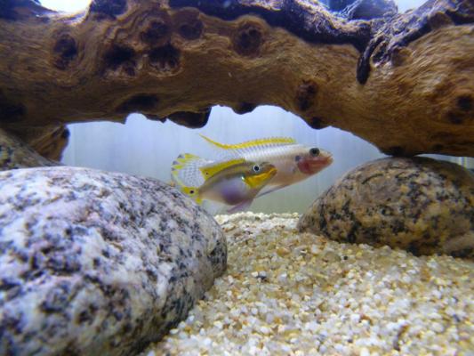 Pelvicachromis taeniatus