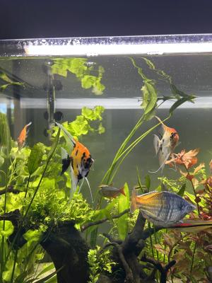 Aquarium Volga 350L