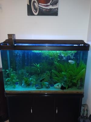 Aquarium 340 L plus meuble