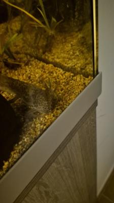 Aquarium 130l + axololt