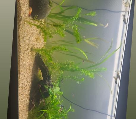 Aquarium 130l + axololt