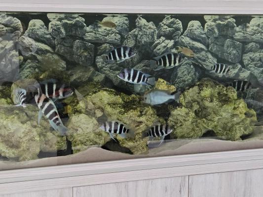 Cyphotilapia frontosa
