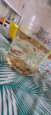Poisson eau douce