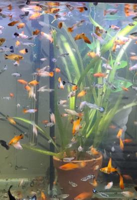 Guppy / Platy