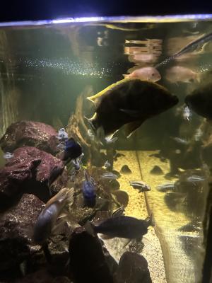 Cichlides de malawi