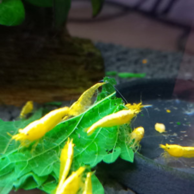 Neocaridina Yellow Neon