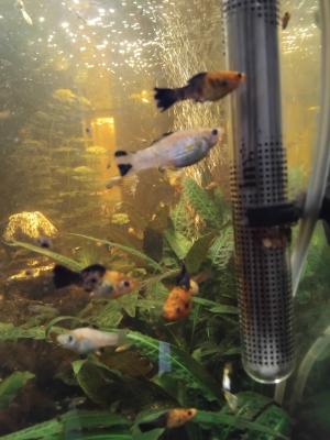 Vend ou échange contre crevettes/escargots mangeur d algues