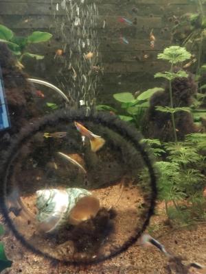 Vend ou échange contre crevettes/escargots mangeur d algues