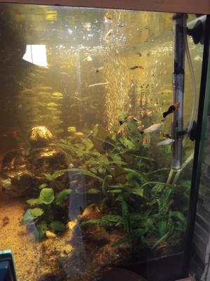 Vend ou échange contre crevettes/escargots mangeur d algues