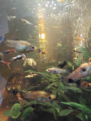 Vend ou échange contre crevettes/escargots mangeur d algues