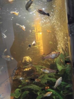 Vend ou échange contre crevettes/escargots mangeur d algues