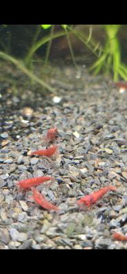 Crevettes Red Sakura