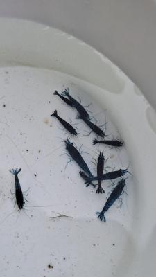 Crevettes Blue velvet