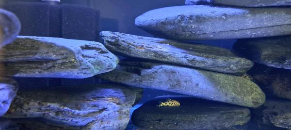 Hypancistrus l236 sw ou sy