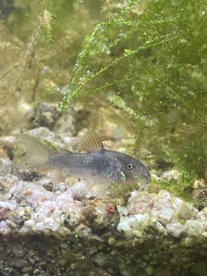 Corydoras aeneus