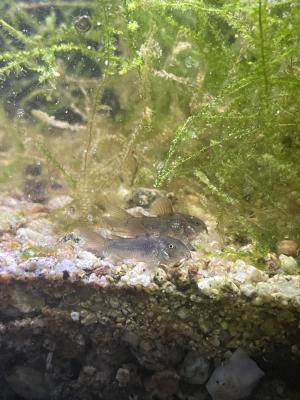 Corydoras aeneus