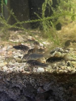 Corydoras aeneus