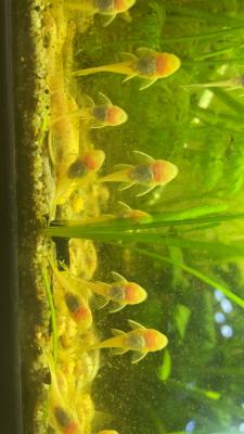 Ancistrus gold