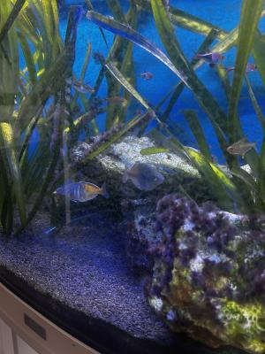 Je fait dons de mes poissons