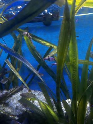 Je fait dons de mes poissons