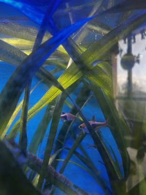 Je fait dons de mes poissons