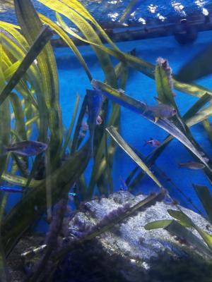 Je fait dons de mes poissons