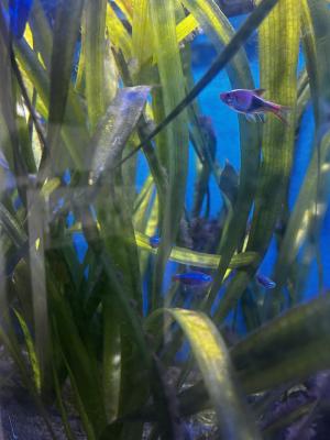 Je fait dons de mes poissons